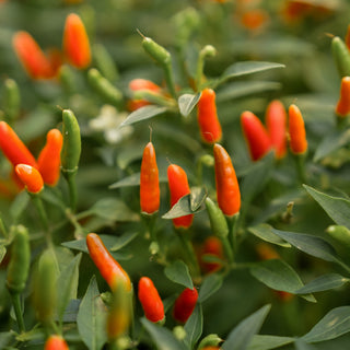 Paprika & Pepers
