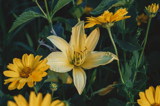 Inheemse Bloemen