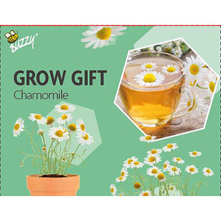 Regalo de cultivo de manzanilla