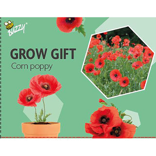 Regalo de cultivo de amapola