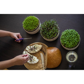 Bandeja de germinación para microgreens