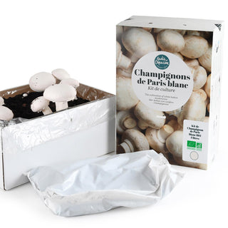 Champiñones blancos BIO