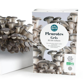 Seta de ostra gris BIO