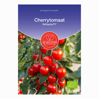 Tomate cherry ‘Attracta F1’
