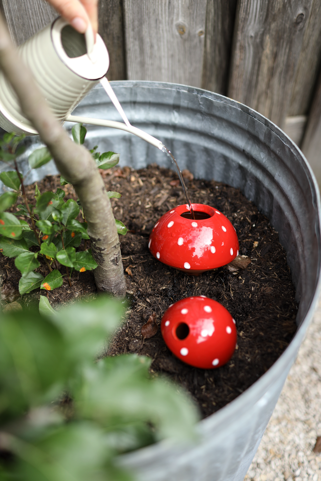 Regala un poco de inspiración para el jardín