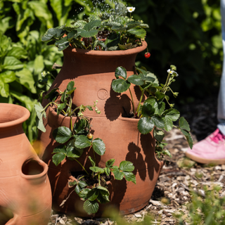 Maceta para fresas de terracota