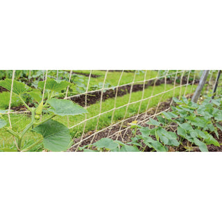 Jute plantennet