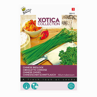 Xotica Cebollino chino