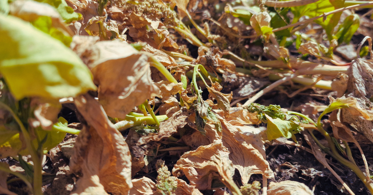 ¿Cómo protejo mi jardín del estrés térmico?
