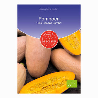 Calabaza 'Pink Banana Jumbo'