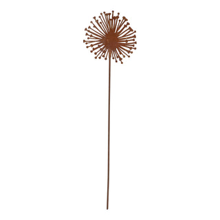Tuinsteker Allium