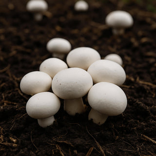 Champiñones blancos BIO
