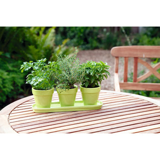 Buzzy Bio Keukenkruiden Set Wit