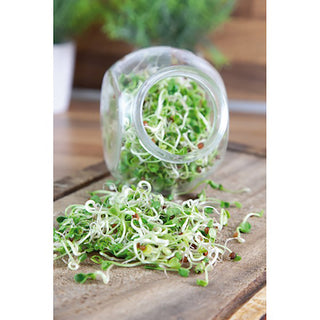 Buzzy Sprouting Kiemgroente Daikon Radijs in Glazen Pot