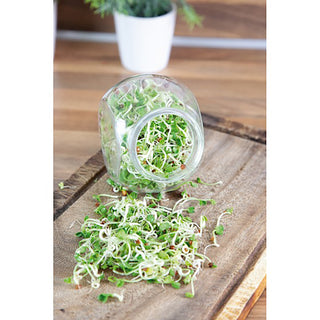 Buzzy Sprouting Kiemgroente Daikon Radijs in Glazen Pot