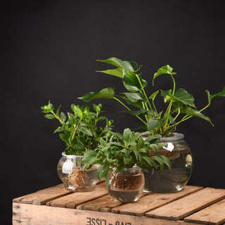 Esschert Design Hydrocultuur pot L