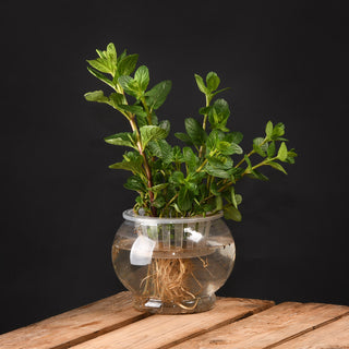 Esschert Design Hydrocultuur pot M