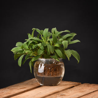 Esschert Design Hydrocultuur pot S