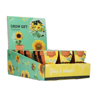 Groeicadeautje Zonnebloem