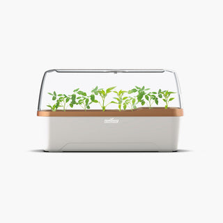 BOQUBE L PLUS Creme