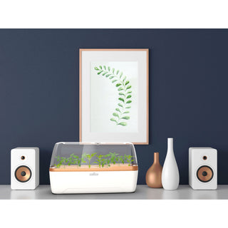 BOQUBE L PLUS Creme